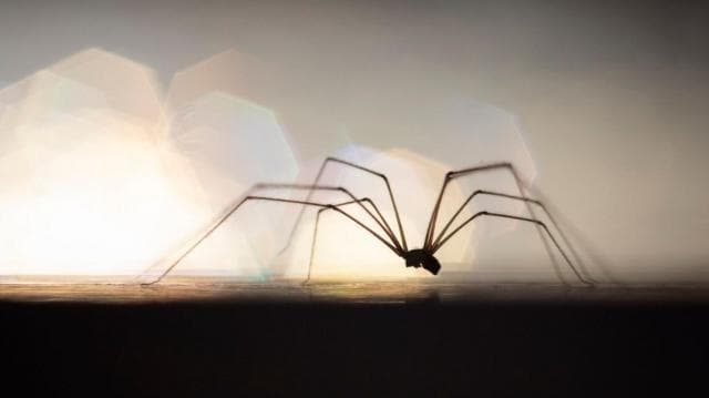 উজ্জ্বল আলোর বিপরীতে ছায়ামূর্তির মতো দেখা যাচ্ছে দীর্ঘ পাতলা পা-ওয়ালা একটি বড় মাকড়সা।