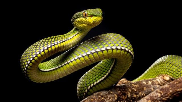 কালো পটভূমির সামনে গাছের ডালে বিশ্রামরত কমলা চোখের একটি সবুজ সাপ।