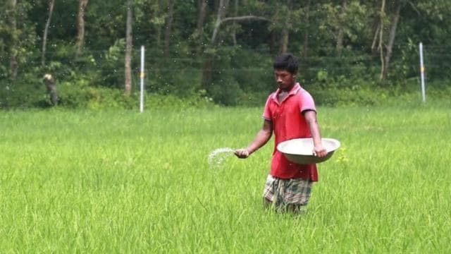 আমন মৌসুমে সার না পেয়ে বিপাকে পড়েছেন অনেক কৃষক
