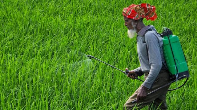 সবুজ ফসলের জমিতে সার ছিটাচ্ছেন একজন কৃষক, তার মুখে সাদা দাঁড়ি এবং মাথায় লাল ও সবুজ ডোরাকাটা গামছা