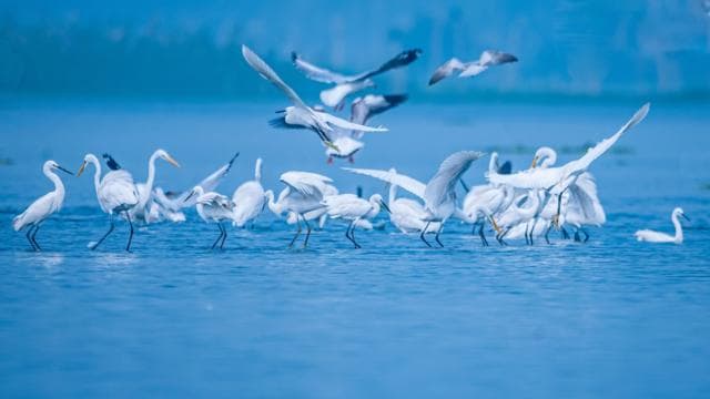 ফেনির মুহুরি প্রজেক্টে কিছু পরিযায়ী গাঙচিল, স্থানীয় বড় বক ও ছোট বক। ২০২৬ সালে ছবিটি তুলেছেন অনীক চন্দ। 