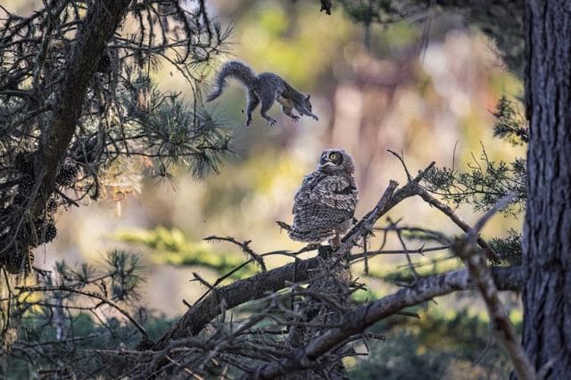 একটি কাঠবিড়ালি উড়ন্ত অবস্থায় পেঁচাছানাটির দিকে ঝাঁপিয়ে পড়ছে