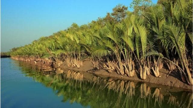 সুন্দরবনে ঝড়ের তীব্রতা ঠেকাতে ঢাল হিসাবে কাজ করে গাছ