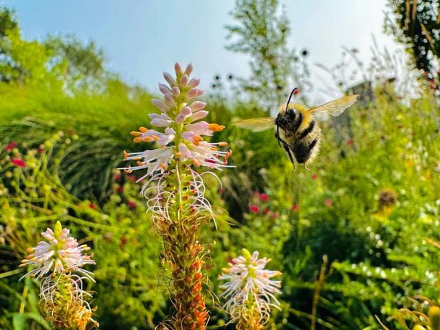 তিনটি ফুলের পাশে একটি বড় ভোমরা তার ডানা মেলছে। গাছগুলোর পুরু, সবুজ কাণ্ডের নিচের দিকে লাল কুঁড়ি এবং একেবারে ওপরের দিকে বিভিন্ন কোণ থেকে সরু সাদা ফুল ফুটে আছে। পটভূমিতে ঘন সবুজ পাতা রয়েছে।