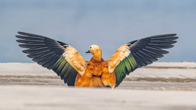 একটি খয়রা চখাচখি ডানা মেলে আছে
